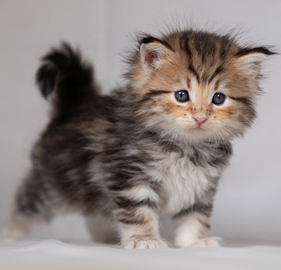 Borghild - 4 weeks old