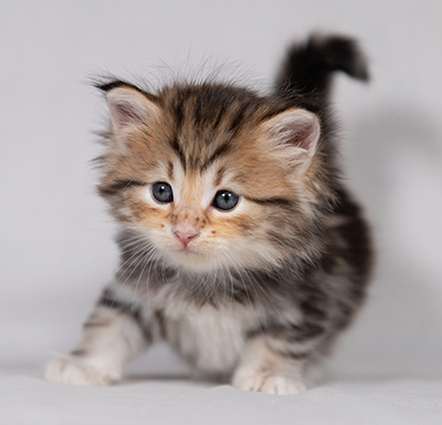 Borghild - 4 weeks old