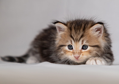 Borghild - 4 weeks old