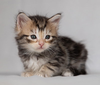 Bothild - 4 weeks old