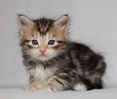 Bothild - 4 weeks old