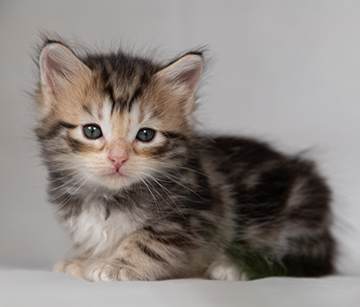 Bothild - 4 weeks old