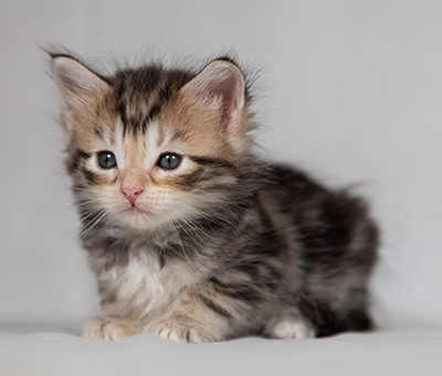 Bothild - 4 weeks old