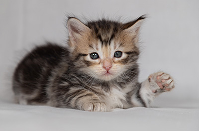 Bothild - 4 weeks old