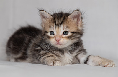 Bothild - 4 weeks old