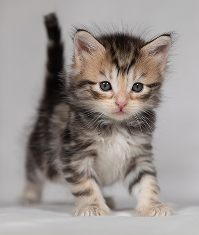 Bothild - 4 weeks old