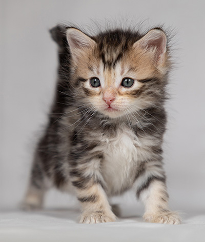 Bothild - 4 weeks old