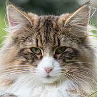 angela
